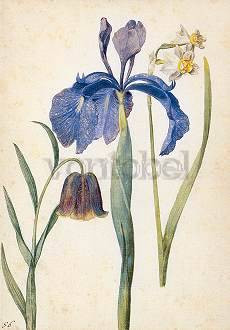Georg Flegel, Iris, Narzisse, Fritillaria