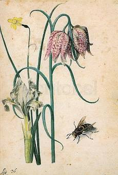 Georg Flegel, Schachbrettblume