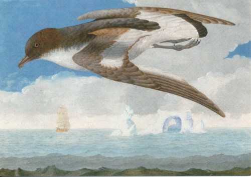 Georg Forster, Antarktischer Sturmvogel