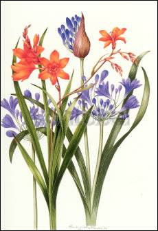 Sally Crosthwaite, Schmucklilien und Gartenmontbretie