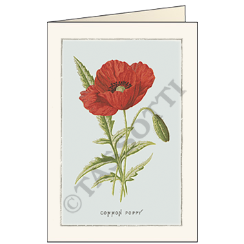 Mohn