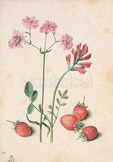Georg Flegel, Erdbeere