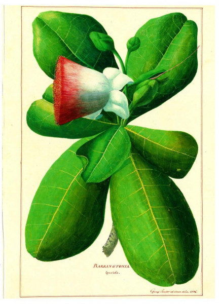 Georg Forster, Barringtonia speciosa, Tahiti, 1773