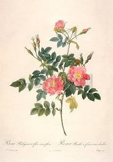 Pierre-Joseph Redouté, Rosa Rubiginosa flore semipleno (1817)
