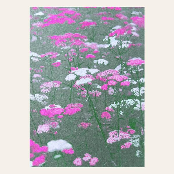 Blumenwiese in Pink