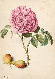 Georg Flegel, Batavische Rose und zwei Birnen