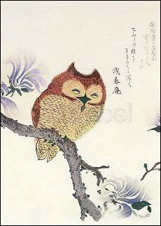 Kubo Shunman (1757-1820), Eule auf einem Magnolienzweig