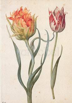 Georg Flegel, Zwei Tulpen