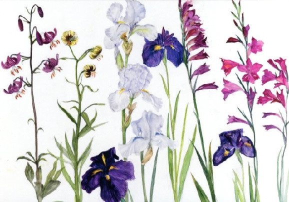 Dame Elizabeth Blackadder, Iris, Lilien und Wildgladiole
