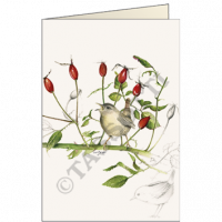 Scricciolo Scricciolo