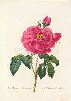 Pierre-Joseph Redouté, Rosa Gallica Aurelianensis (1835)